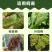 派塔杀菌剂大蒜素炭疽茎腐根腐软腐黄瓜细菌性角斑病三七农药