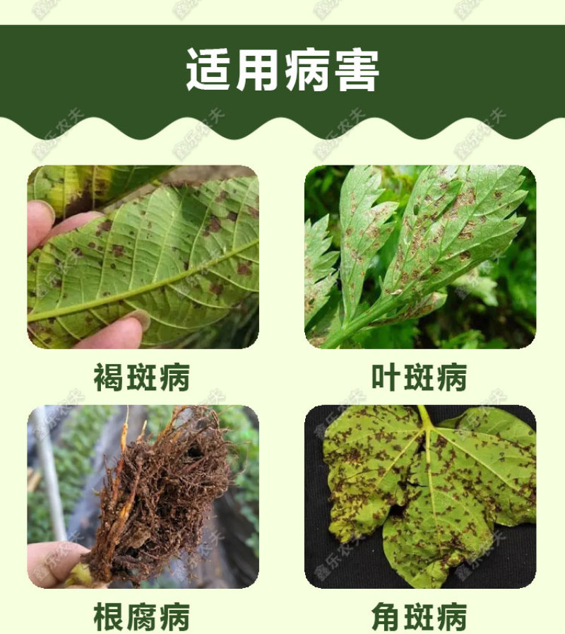 派塔杀菌剂大蒜素炭疽茎腐根腐软腐黄瓜细菌性角斑病三七农药