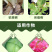 派塔杀菌剂大蒜素炭疽茎腐根腐软腐黄瓜细菌性角斑病三七农药