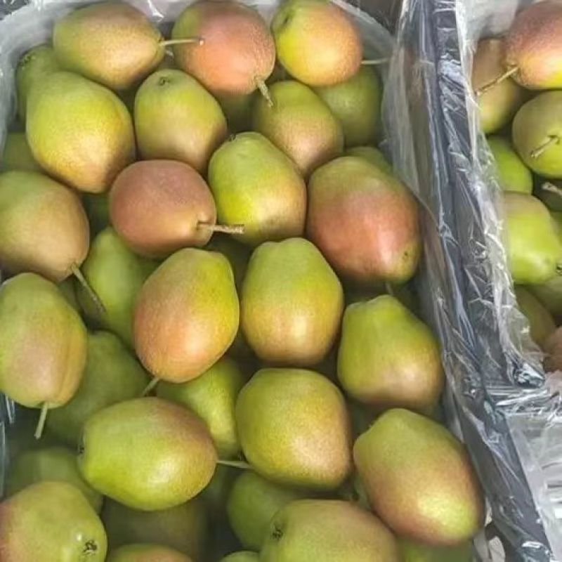 【精品】红香酥梨陕西大荔县红香酥梨产地供应欢迎咨询