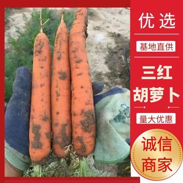 陕西胡萝卜三红胡萝卜带土胡萝卜量大优惠保质保量