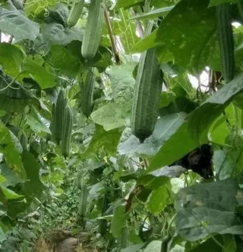 花点丝瓜苗肉丝瓜苗八角瓜苗菱角瓜苗育苗基地直供