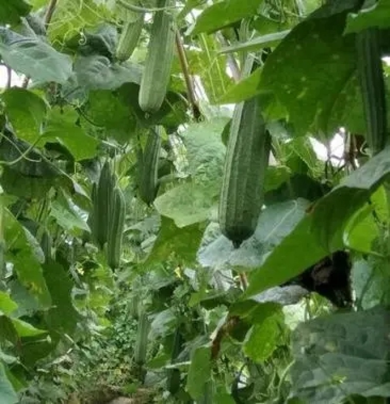 花点丝瓜苗肉丝瓜苗八角瓜苗菱角瓜苗育苗基地直供