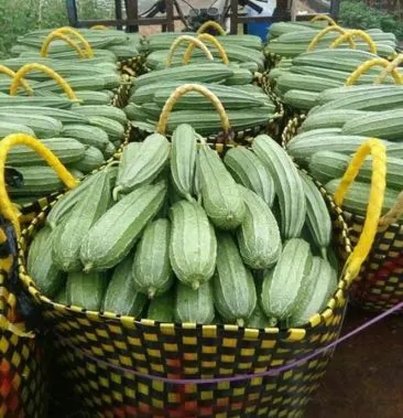 花点丝瓜苗肉丝瓜苗八角瓜苗菱角瓜苗育苗基地直供