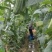 花点丝瓜苗肉丝瓜苗八角瓜苗菱角瓜苗育苗基地直供