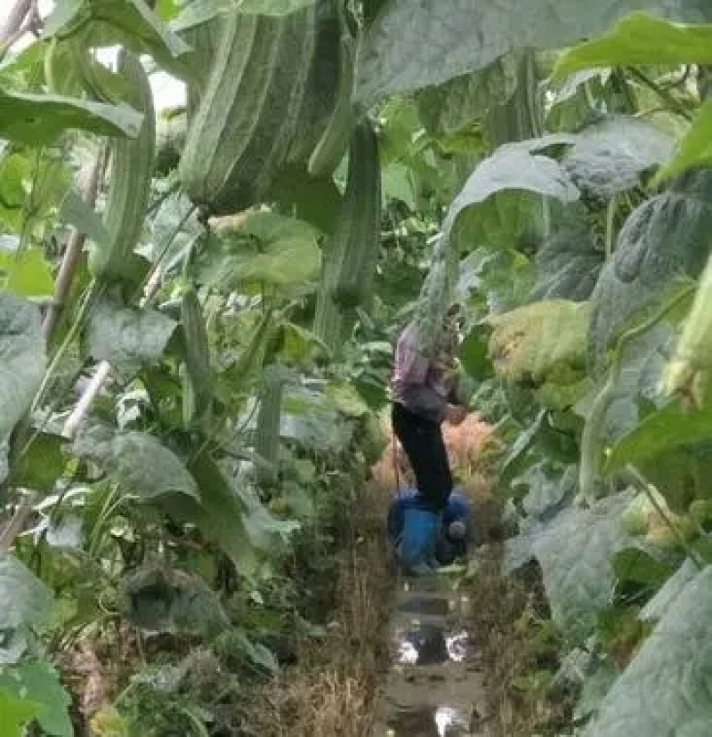 花点丝瓜苗肉丝瓜苗八角瓜苗菱角瓜苗育苗基地直供