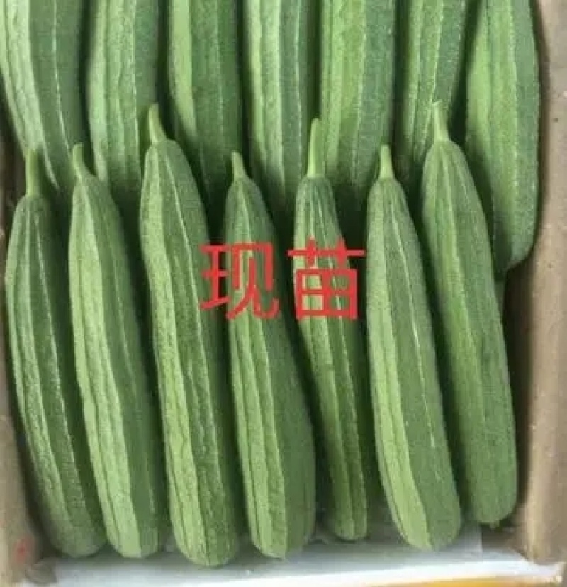 花点丝瓜苗肉丝瓜苗八角瓜苗菱角瓜苗育苗基地直供