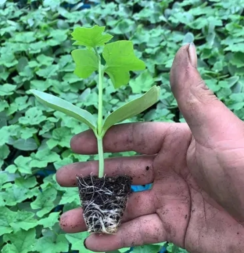 花点丝瓜苗肉丝瓜苗八角瓜苗菱角瓜苗育苗基地直供