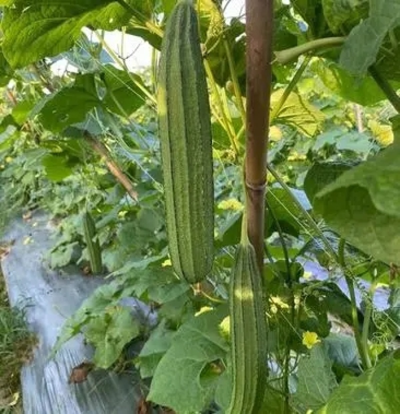 花点丝瓜苗肉丝瓜苗八角瓜苗菱角瓜苗育苗基地直供