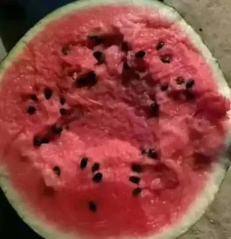 美都西瓜苗嫁接西瓜苗西瓜苗抗病高产基地直供