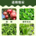 14羟基芸苔素甾醇植物生长调节剂调节生长增产增收保花保果