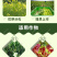 14羟基芸苔素甾醇植物生长调节剂调节生长增产增收保花保果