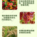 啶虫脒杀虫剂蚜虫飞虱白粉虱薊马刺吸式害虫杀虫剂