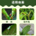 啶虫脒杀虫剂蚜虫飞虱白粉虱薊马刺吸式害虫杀虫剂