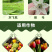 啶虫脒杀虫剂蚜虫飞虱白粉虱薊马刺吸式害虫杀虫剂