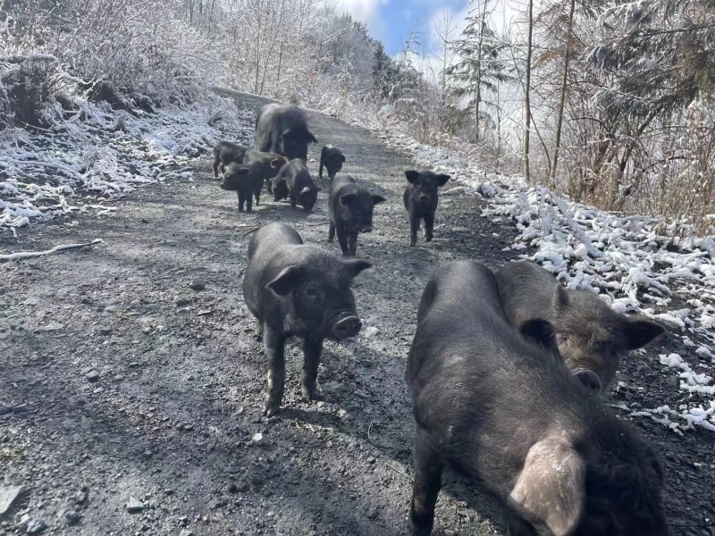 精品跑山藏乡猪的【腊肉】对接电商市场商超等各类客户