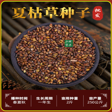 夏枯草苗种苗种子籽中药材夏枯球夏枯草种植包回收