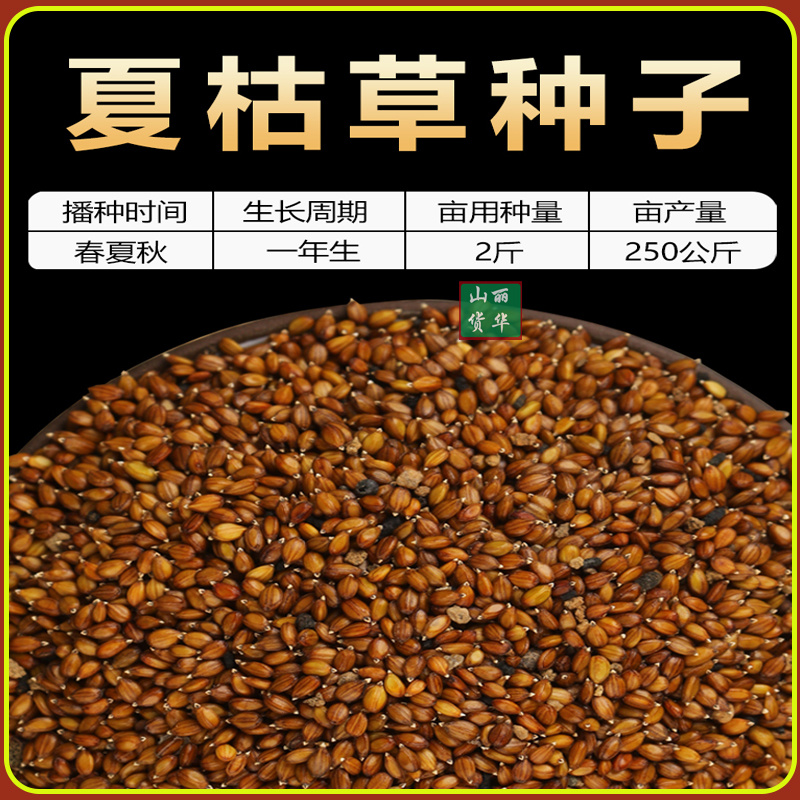 夏枯草苗种苗种子籽中药材夏枯球夏枯草种植包回收