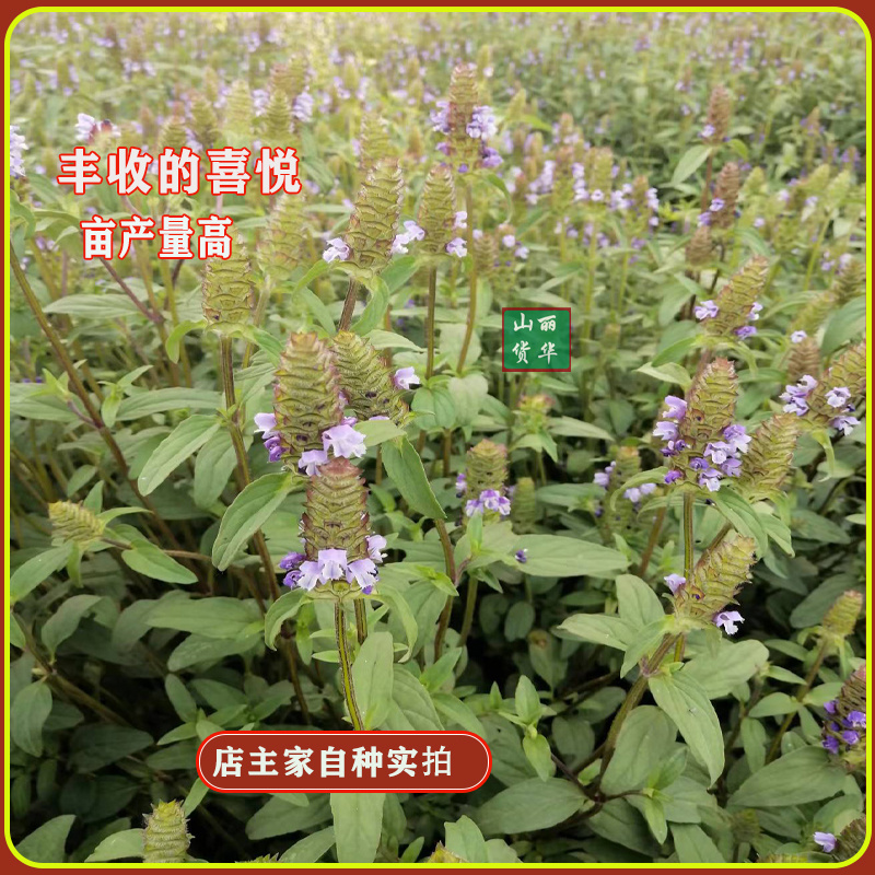 夏枯草苗种苗种子籽中药材夏枯球夏枯草种植包回收
