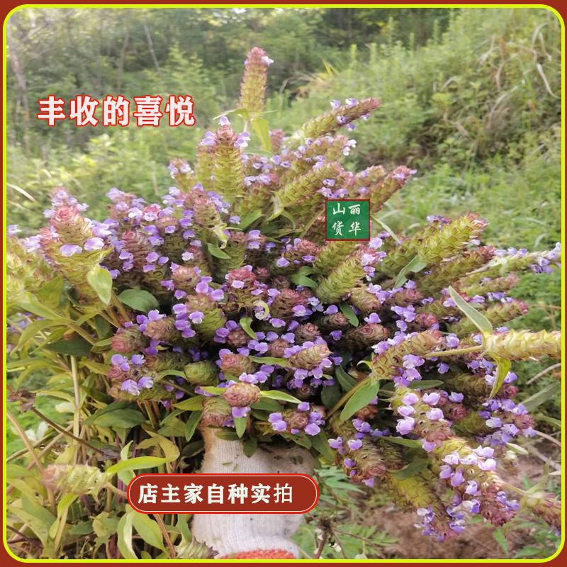 夏枯草苗种苗种子籽中药材夏枯球夏枯草种植包回收