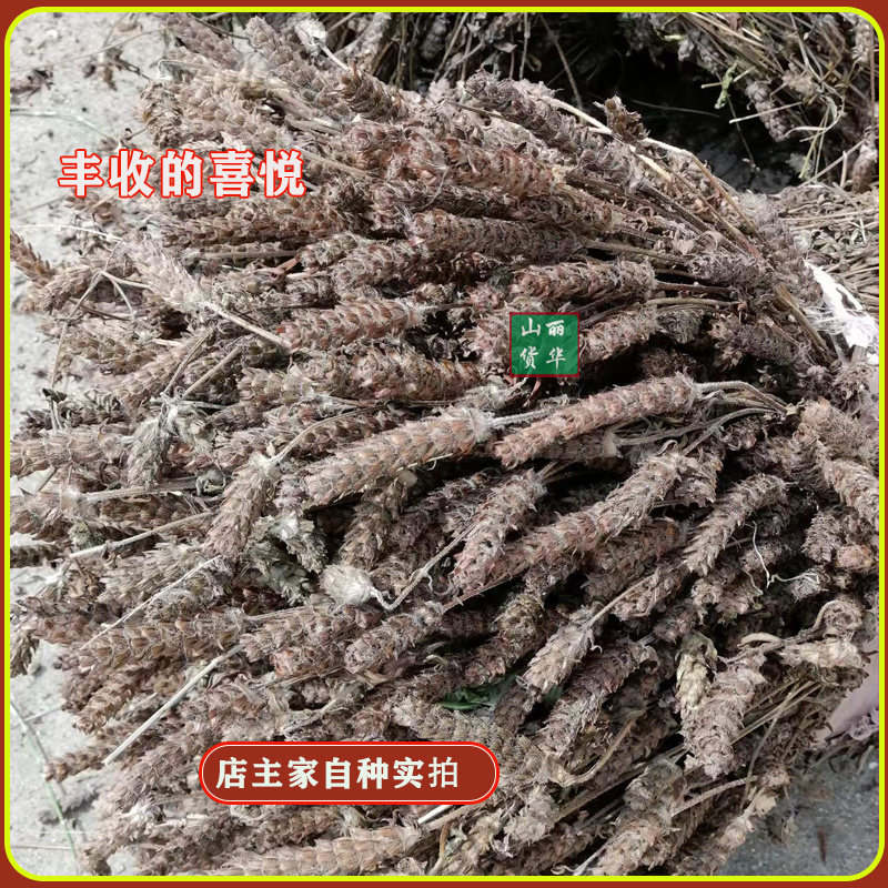夏枯草苗种苗种子籽中药材夏枯球夏枯草种植包回收