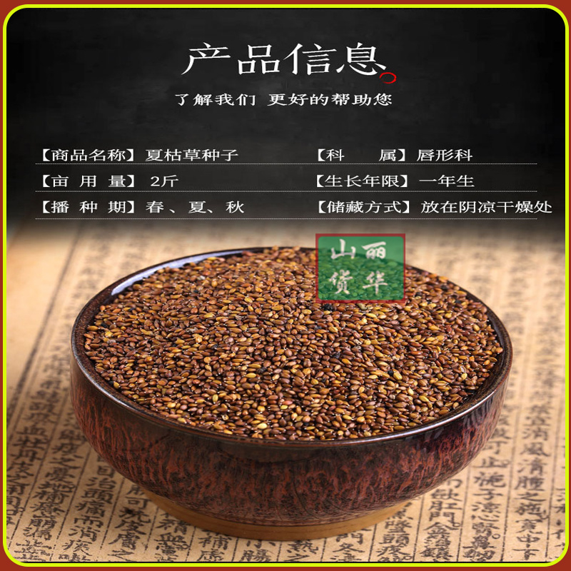 夏枯草苗种苗种子籽中药材夏枯球夏枯草种植包回收