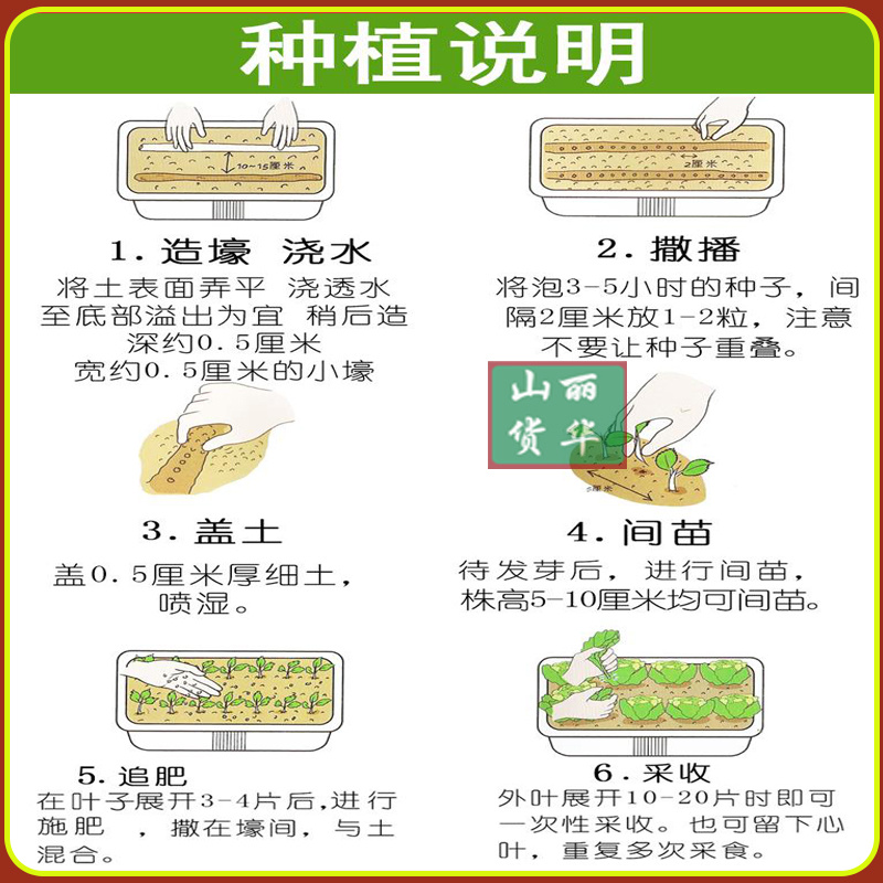 夏枯草苗种苗种子籽中药材夏枯球夏枯草种植包回收