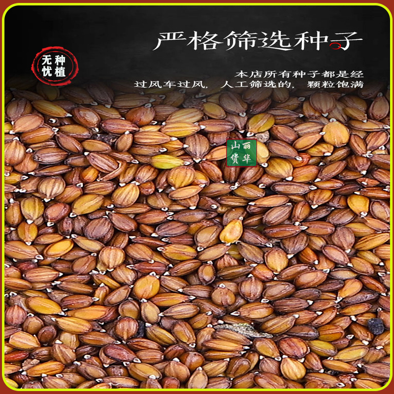 夏枯草苗种苗种子籽中药材夏枯球夏枯草种植包回收