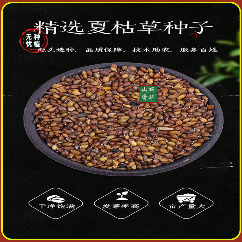 夏枯草苗种苗种子籽中药材夏枯球夏枯草种植包回收