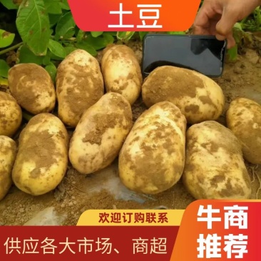 【沃土5号】陕北榆林土豆希森土豆产地一手货源欢迎咨询看货