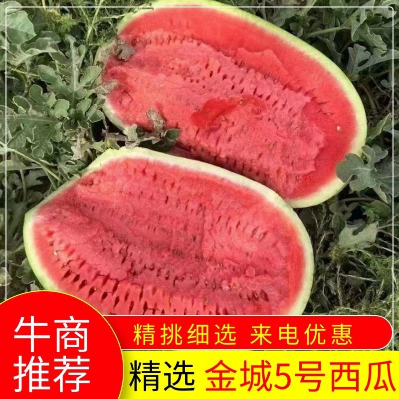 陕西金华一号西瓜产地直供货源充足可视频看货