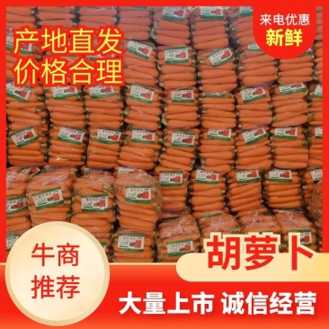 精品胡萝卜产地直供货源充足量大从优欢迎咨询