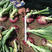 早生紫丰玉葱种子日本进口紫红皮洋葱种子抗病较早熟品种