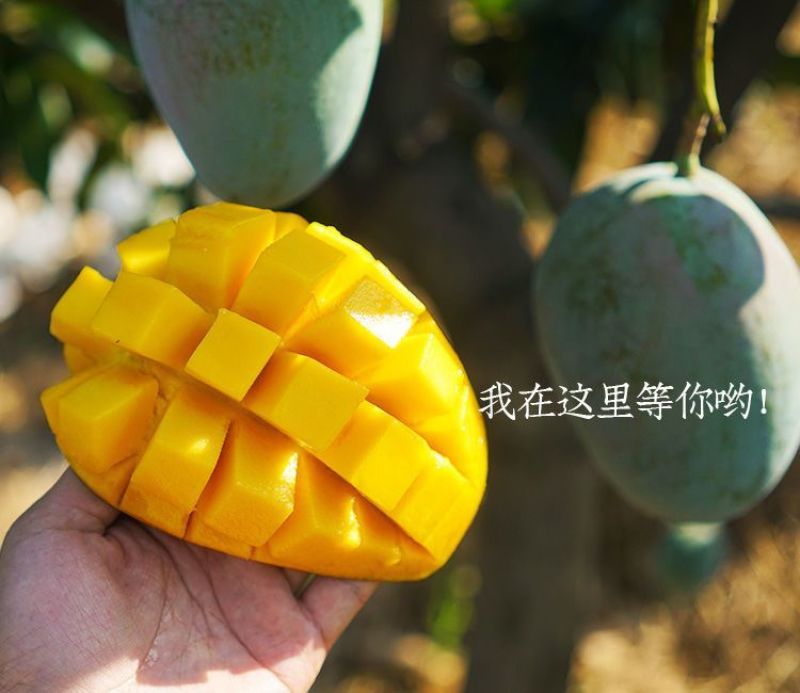 四川攀枝花凯特芒果电商市场商超团购全国发货