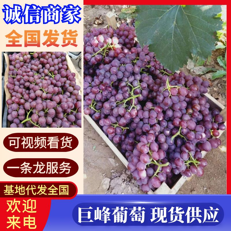 《红巨峰葡萄》鲁山葡萄现摘现卖随到随装供商超批发电商