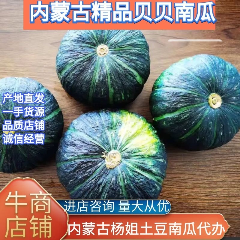 内蒙精品贝贝大量上市诚信经营一手货源品质保证欢迎来电