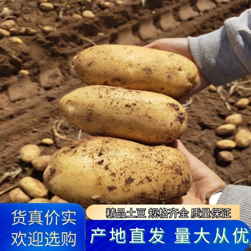 内蒙古武川县黄皮黄心土豆对接全国各地客商，量大更优惠