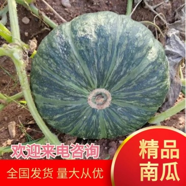 杨金兰内蒙古呼和浩特市武川县板栗南瓜商品代收代发