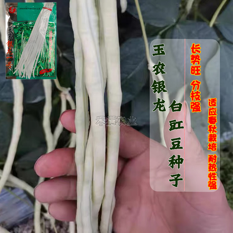 银龙一号白豆角种子白豇豆种籽三尺白玉白豆角种子豇豆种子