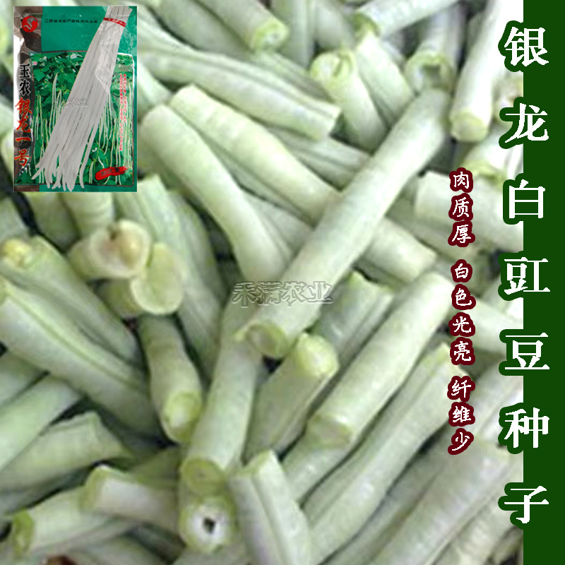 银龙一号白豆角种子白豇豆种籽三尺白玉白豆角种子豇豆种子