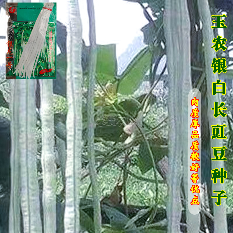 银龙一号白豆角种子白豇豆种籽三尺白玉白豆角种子豇豆种子