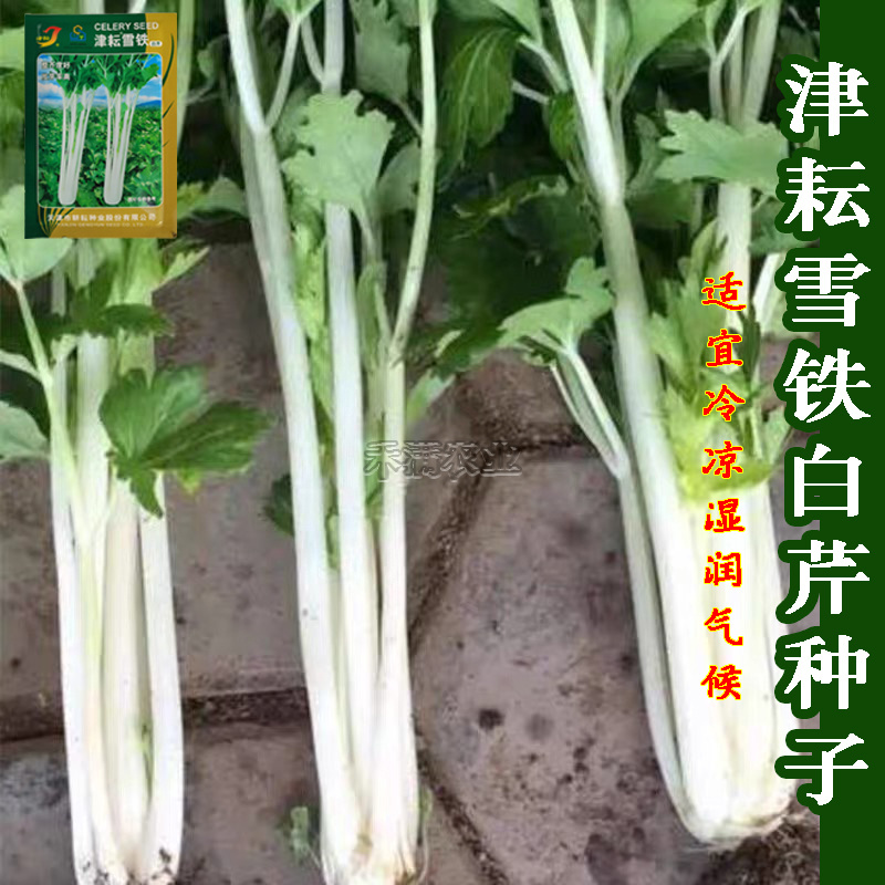 铁芹种籽津耘白芹种子10克白柄实心脆嫩好吃特色芹菜种子