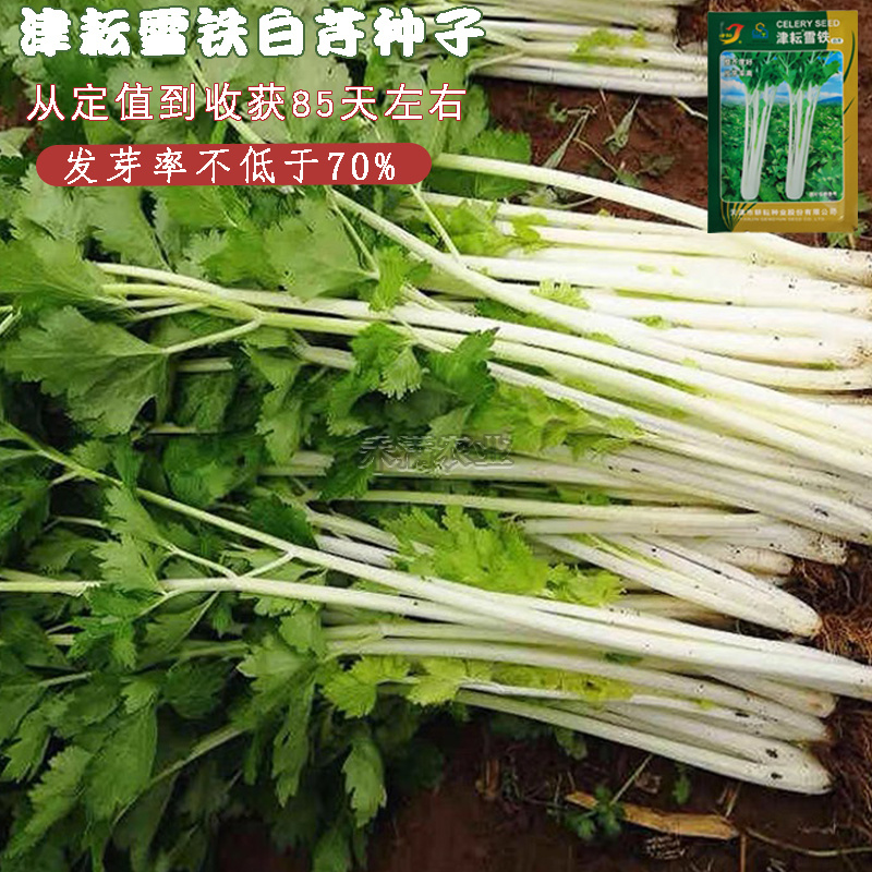 铁芹种籽津耘白芹种子10克白柄实心脆嫩好吃特色芹菜种子