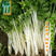 铁芹种籽津耘白芹种子10克白柄实心脆嫩好吃特色芹菜种子