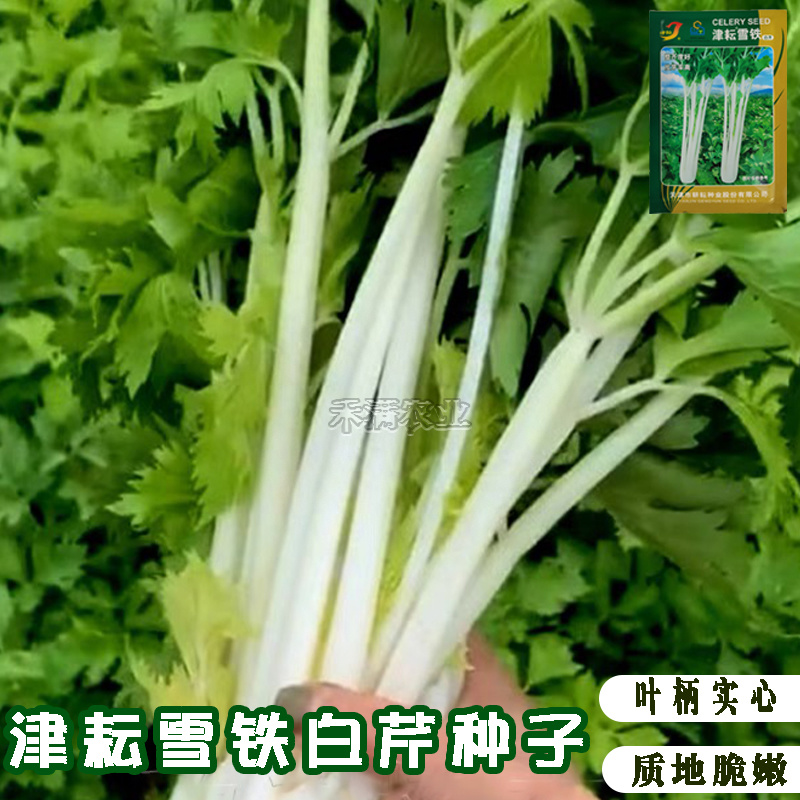 铁芹种籽津耘白芹种子10克白柄实心脆嫩好吃特色芹菜种子