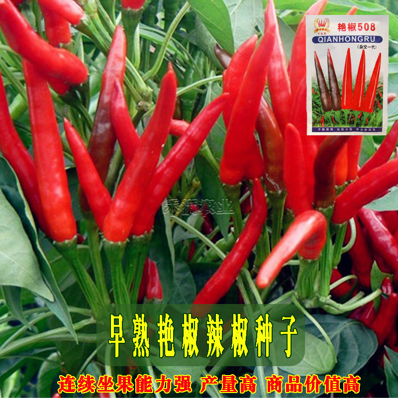 基地高产超特辣朝天椒早熟辣椒种籽小米辣种子朝天椒种子