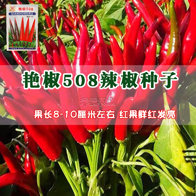 基地高产超特辣朝天椒早熟辣椒种籽小米辣种子朝天椒种子