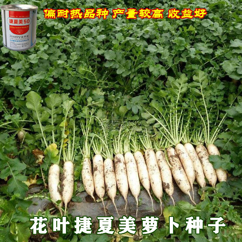 基地夏秋专用50天早熟耐热花叶白萝卜种籽捷夏美萝卜种子