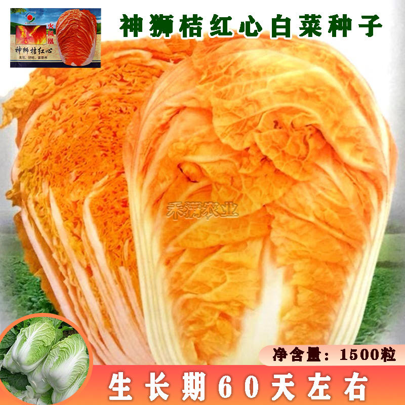 火凤凰大白菜红白菜新鲜蔬菜抗病高钙橘红心大白菜种子