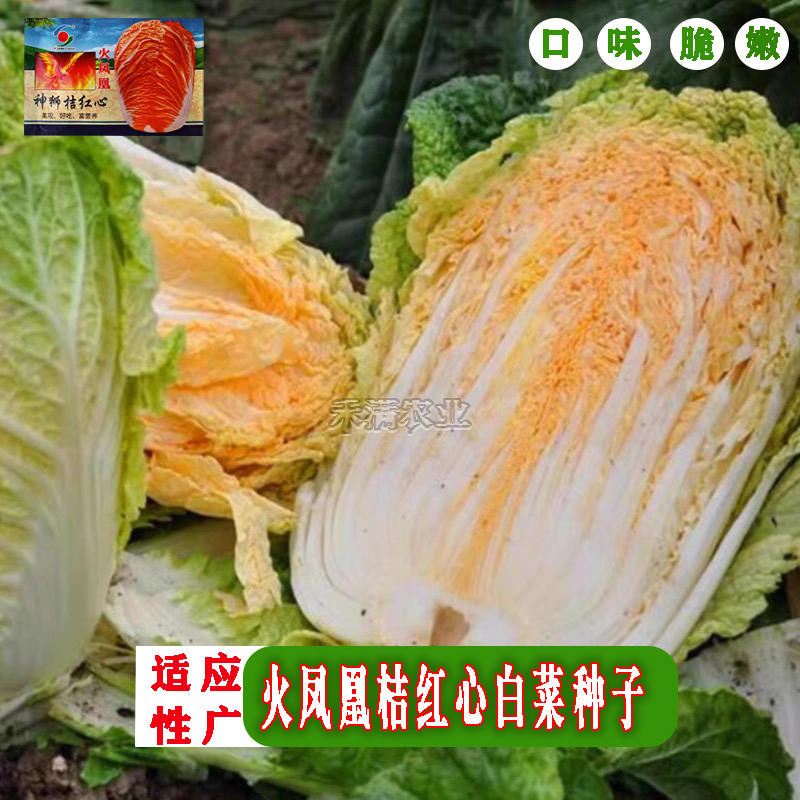 火凤凰大白菜红白菜新鲜蔬菜抗病高钙橘红心大白菜种子